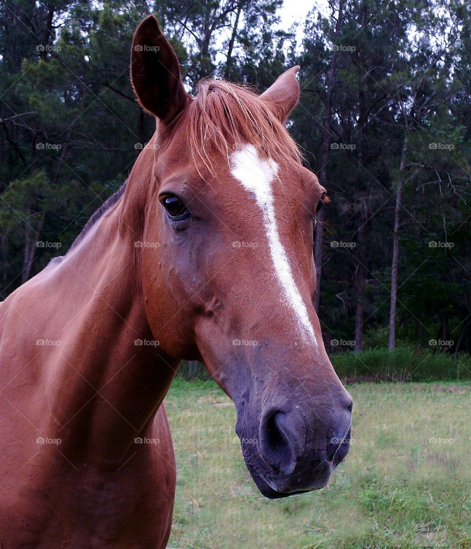Horse in neighbour's paddock.