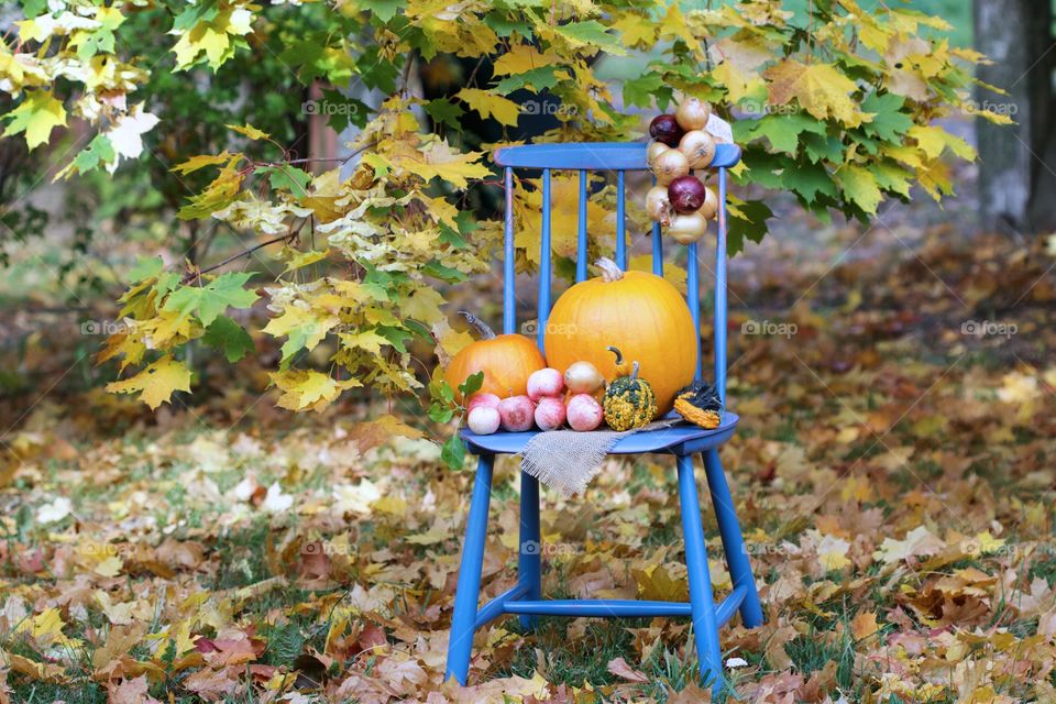 autumn, pumpkins time