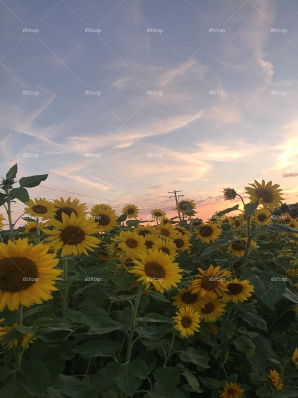 Yellow and vibrant petals of the multitude of sunflowers in this sunflower patch dance against the contrast of a pastel sunset.