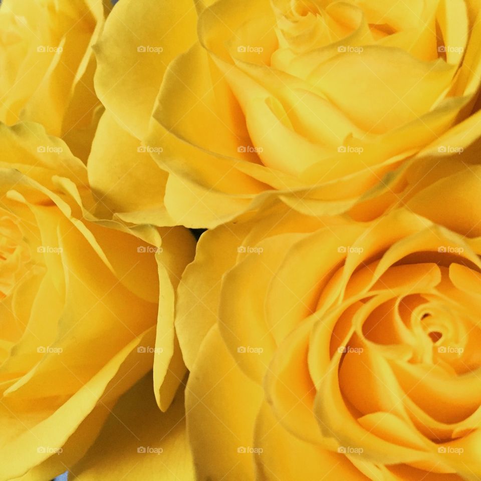 Yellow roses