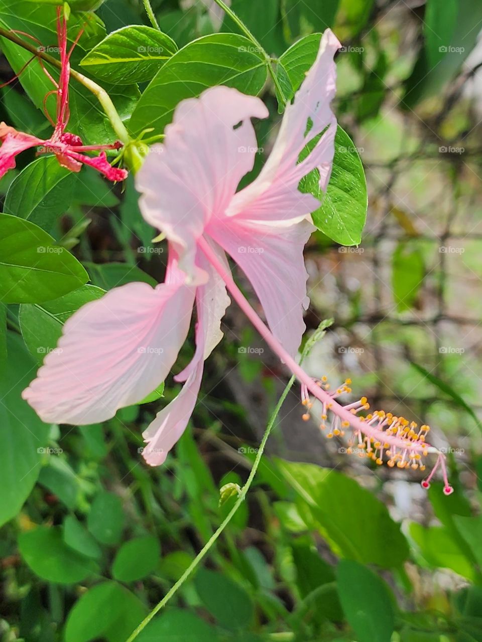 pink hibiscus
