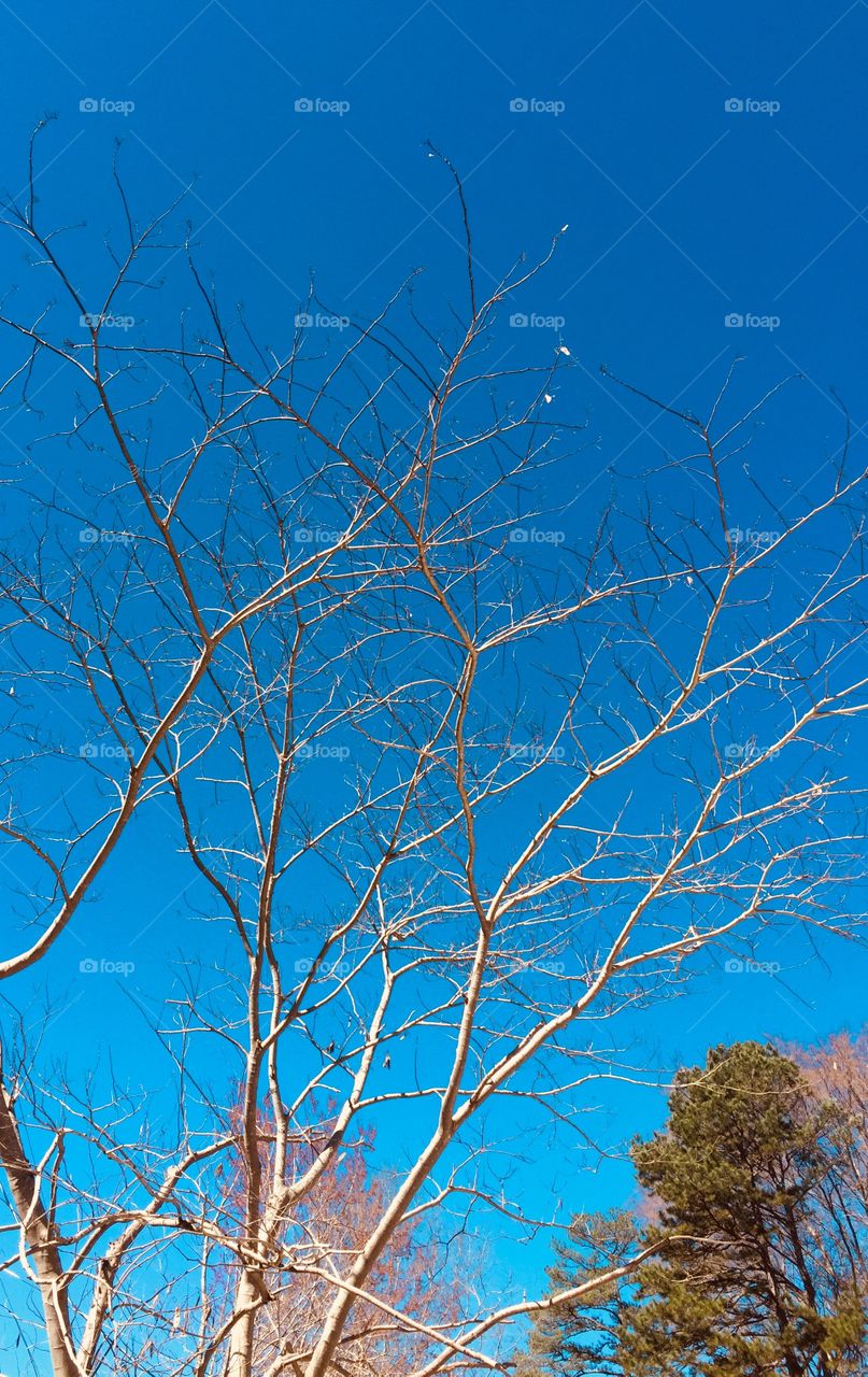 A bare tree in the blue sky!