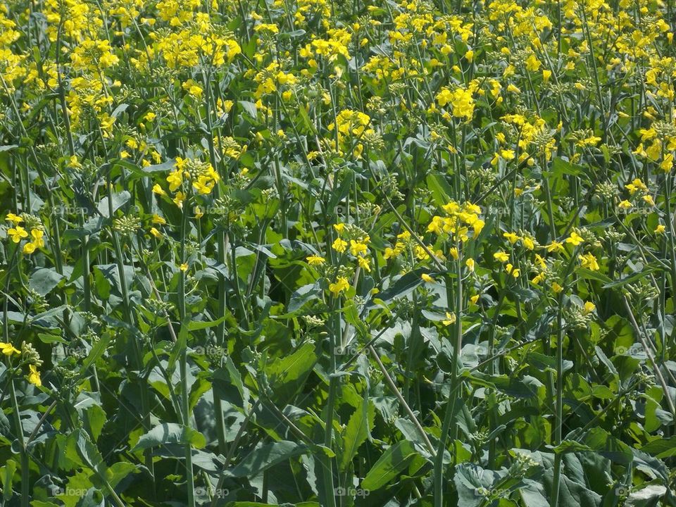 Canola 