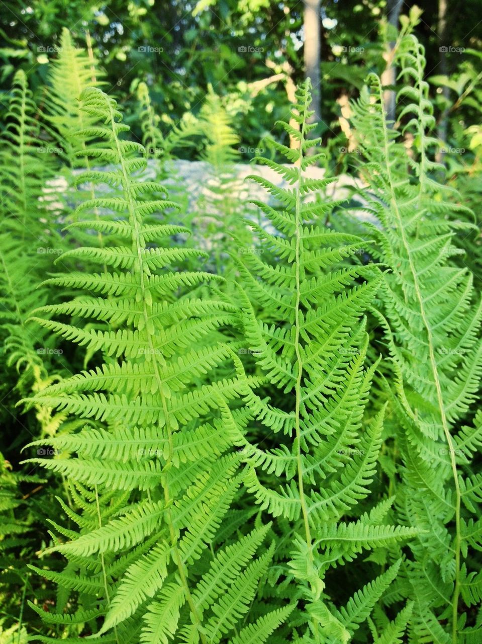 Fern