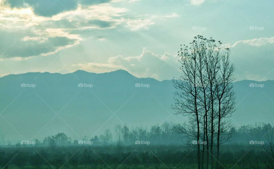 italy mountain tree trees by kuzeytac