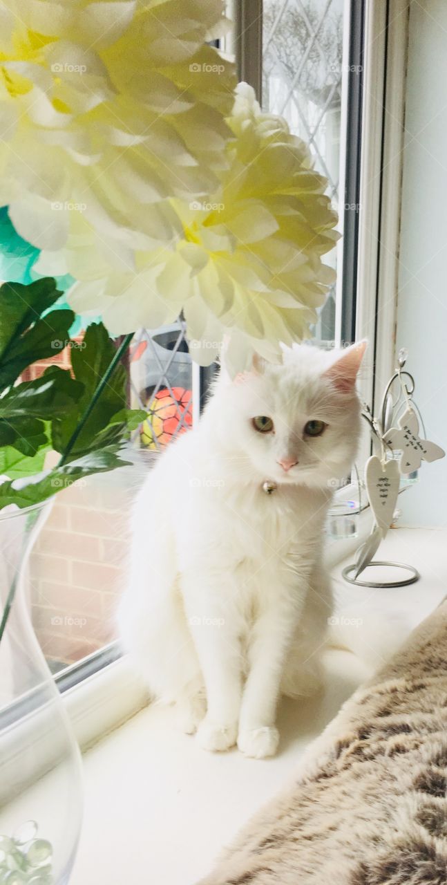 Beautiful, white cat sitting with flowers, in the window sill. White kitty posing for her photo. 