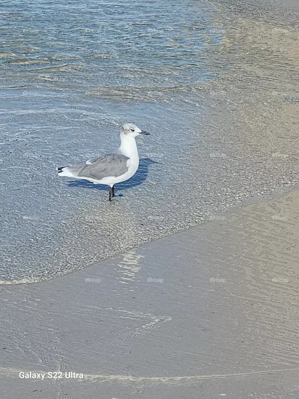 Bird Enjoying Beach Life 