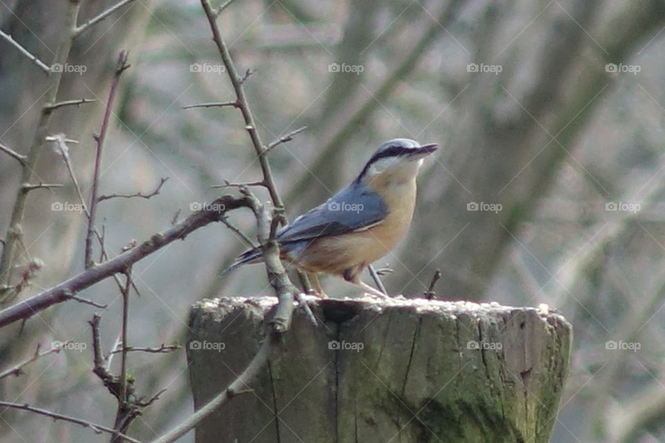 The nuthatch