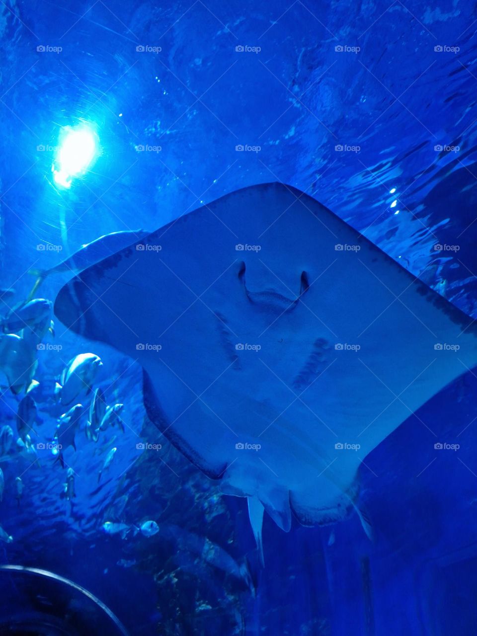 stingray