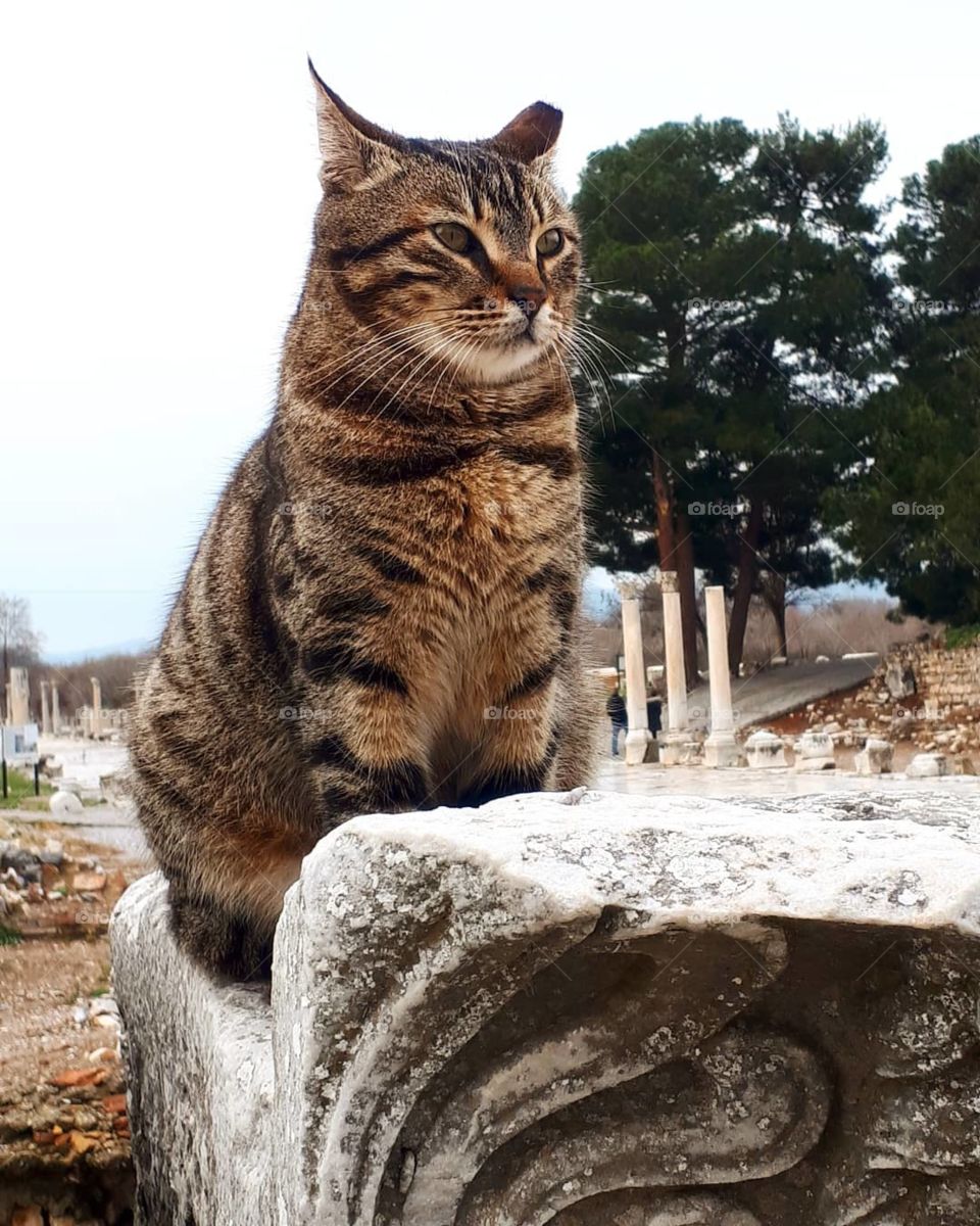 where is the cat looking?