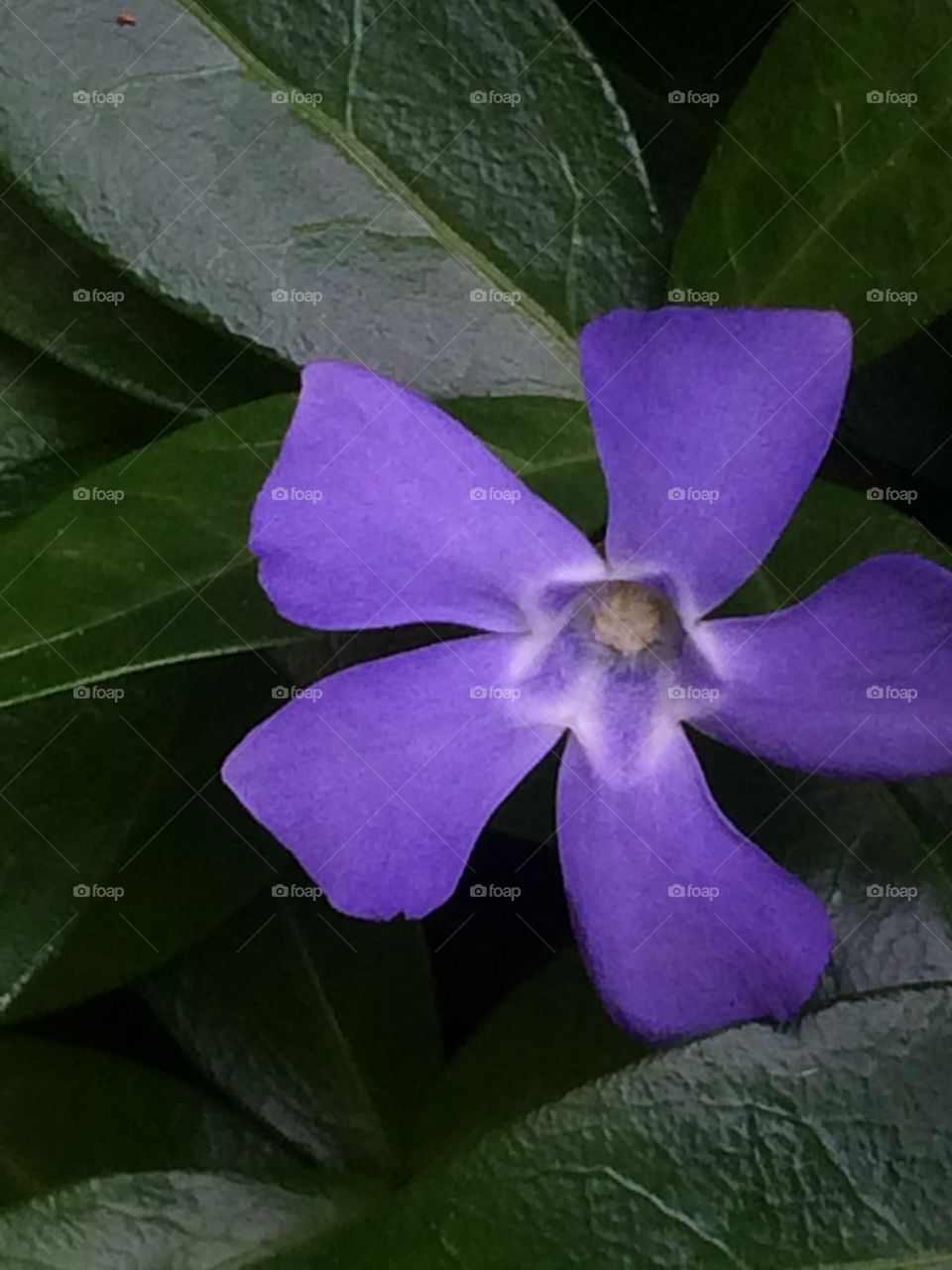 Periwinkle blossom