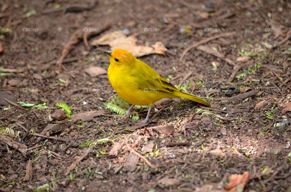 yellow bird