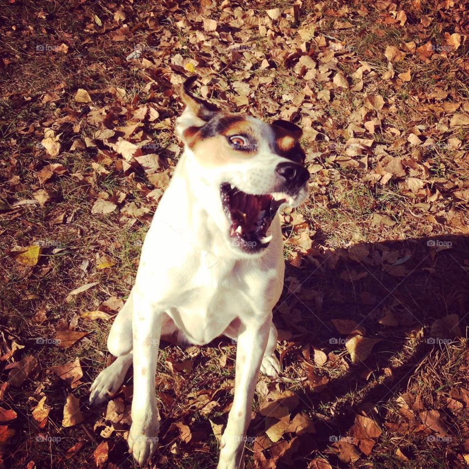 Funny and happy dog jumping and smiling to the camera. 