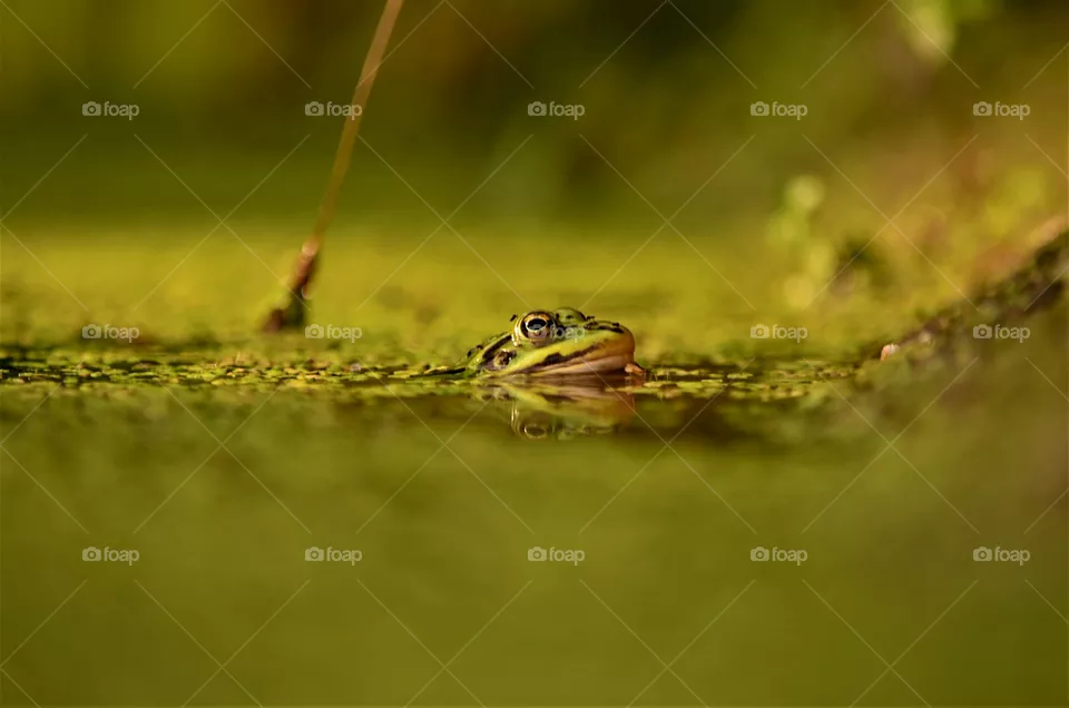 frog
