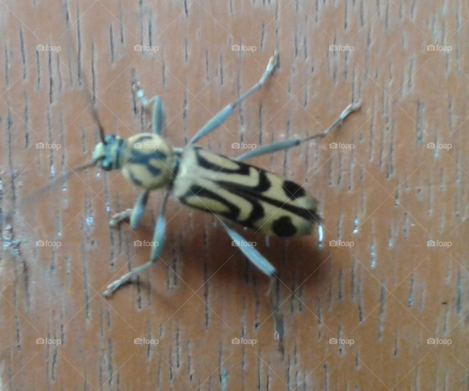 Colourful creature with eight legs