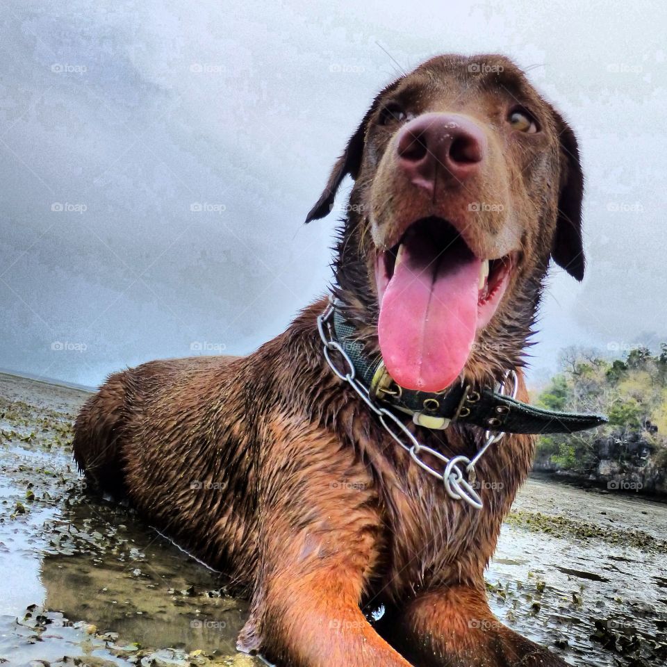 Labrador after a swim