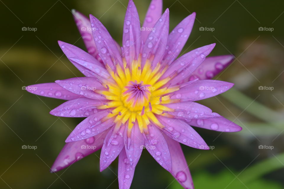 Close up purple lotus flower at a park 