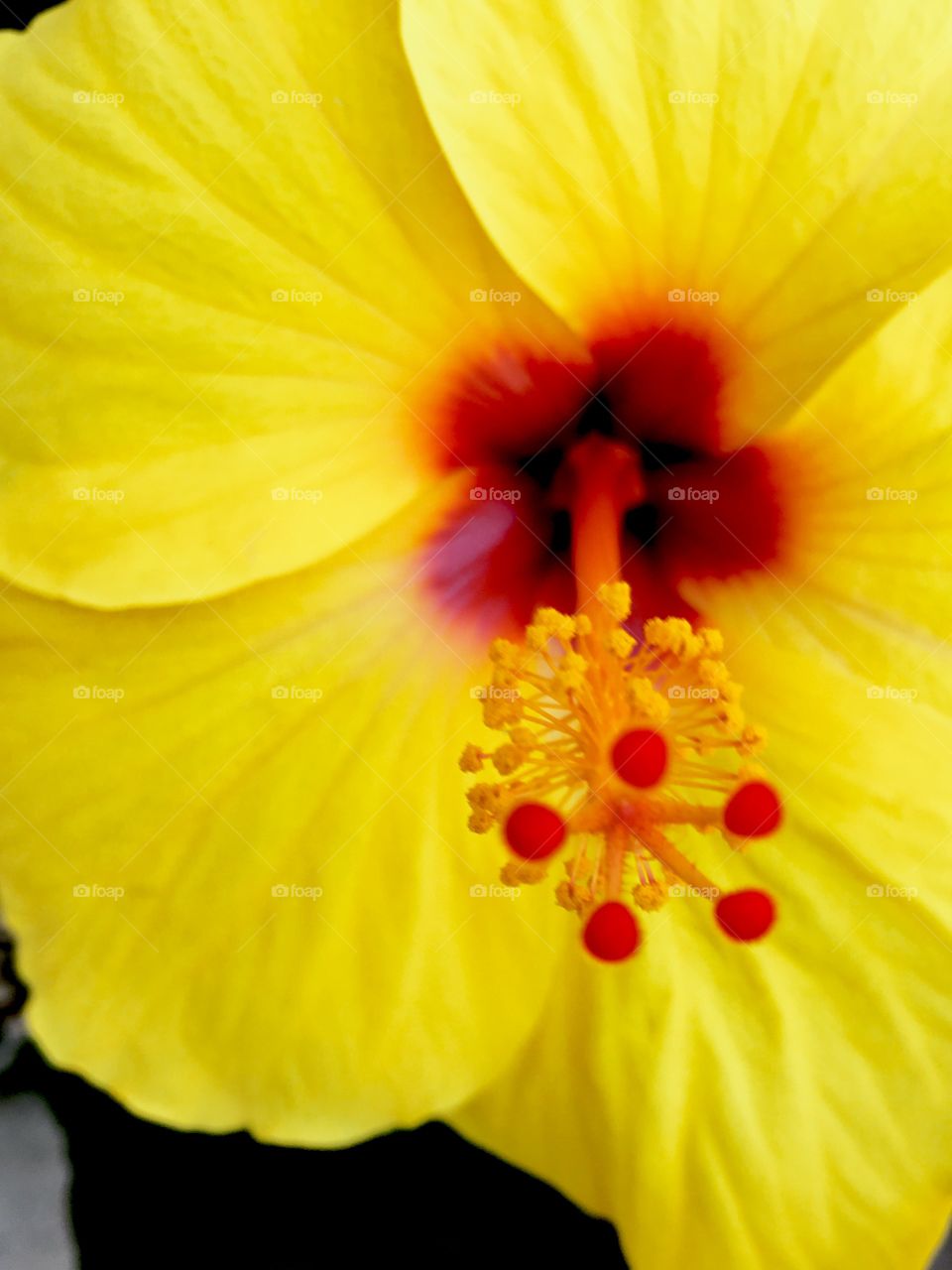 Tropical Flower 