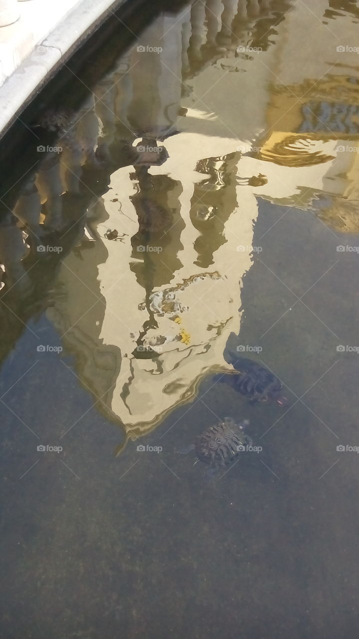 Turtles. Turtles and reflection 