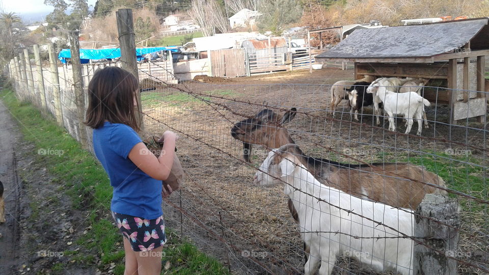 got lunch goats?