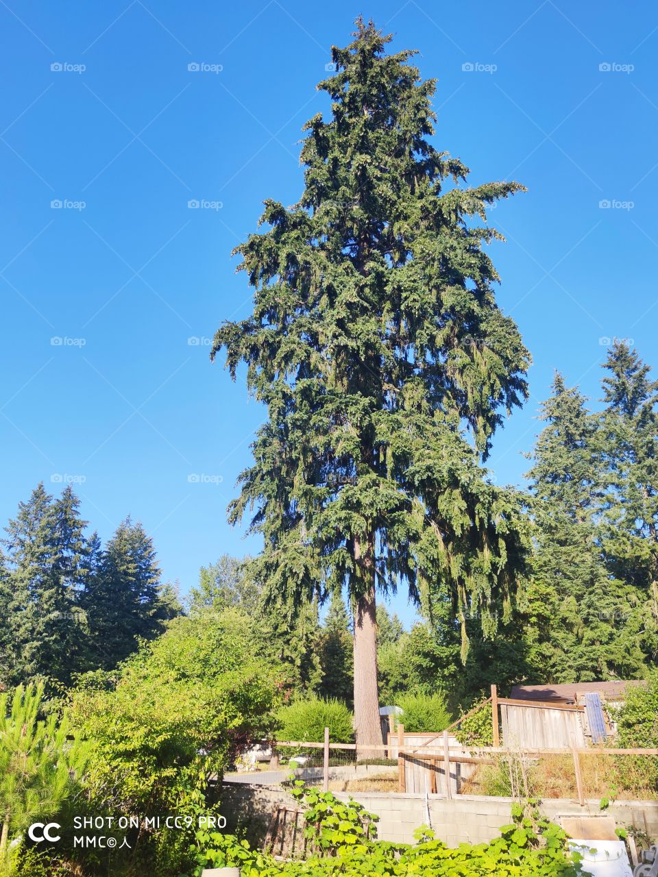 forest and trees series