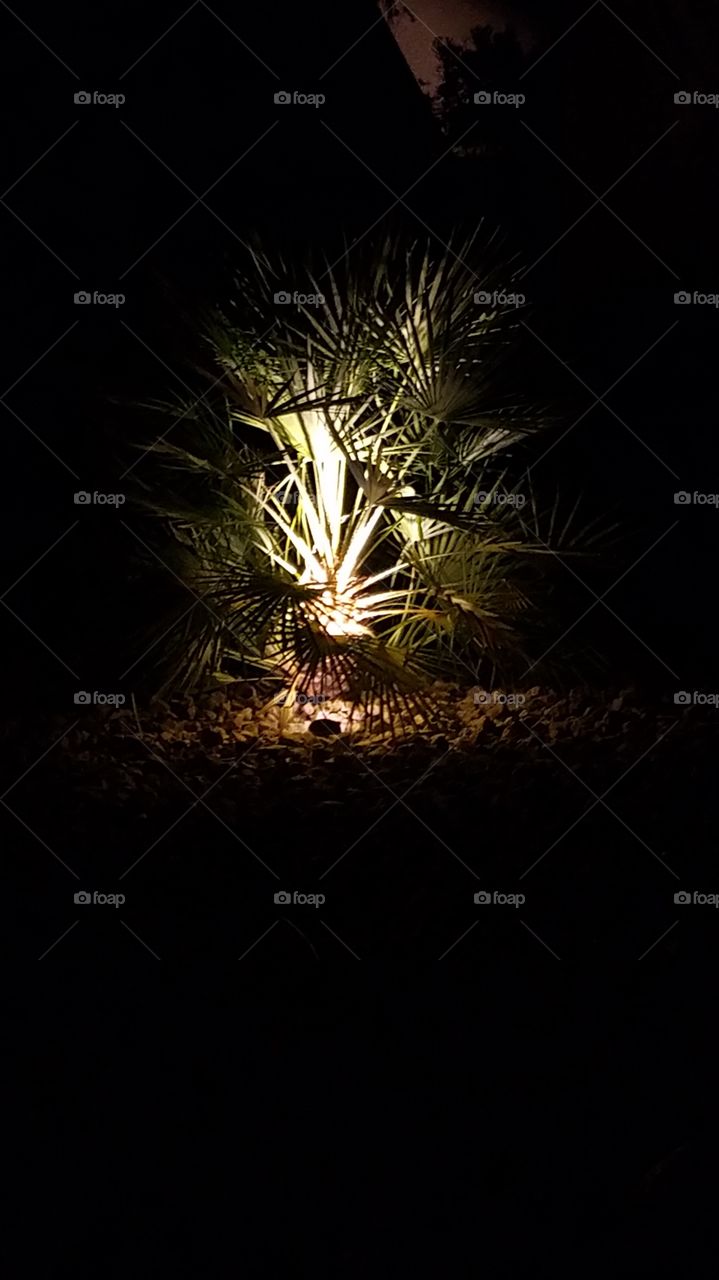 Illuminated palm in residential Palm Desert, CA