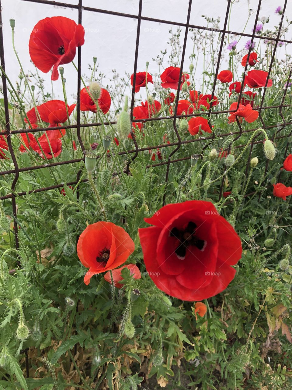 Red poppies in spring