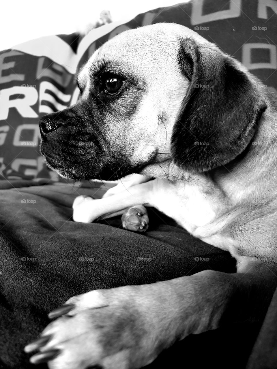 pug in black and white