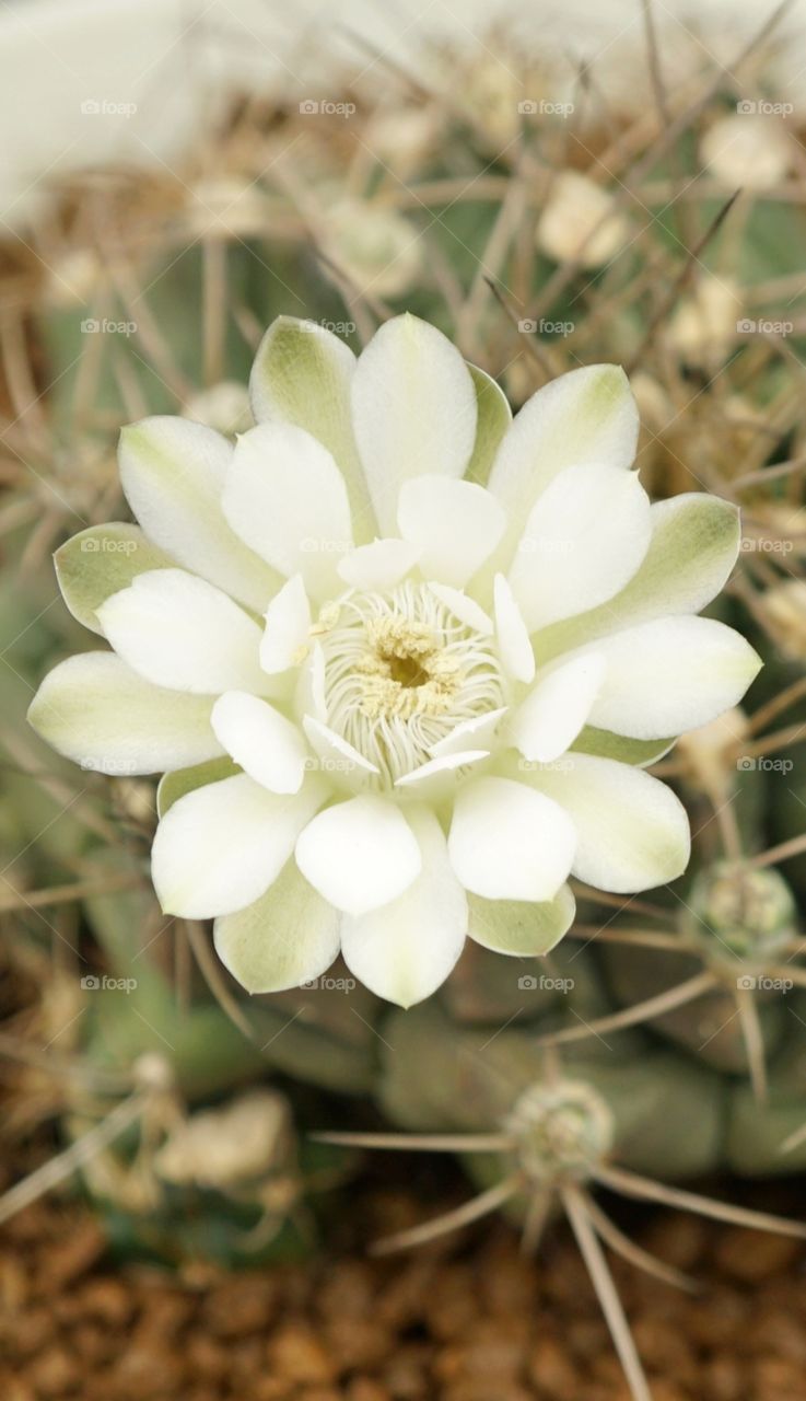 gymno cactus flower