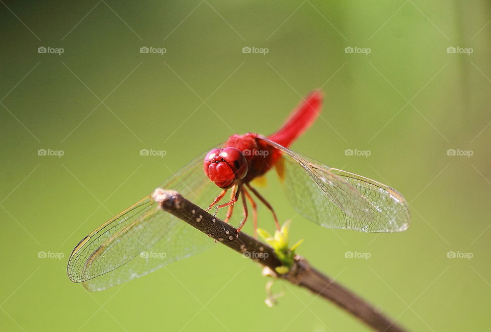 Scarlet skimmer. Red male of scarlet to 2
perch at the top of dryng bamboo. A colour of red spreading well from its head, the body - thorax, until that tailed too.  Habitat is paddy field, active flied to the site of near the river.
