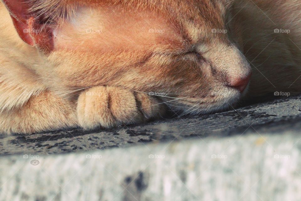 Pete cat sleeping
