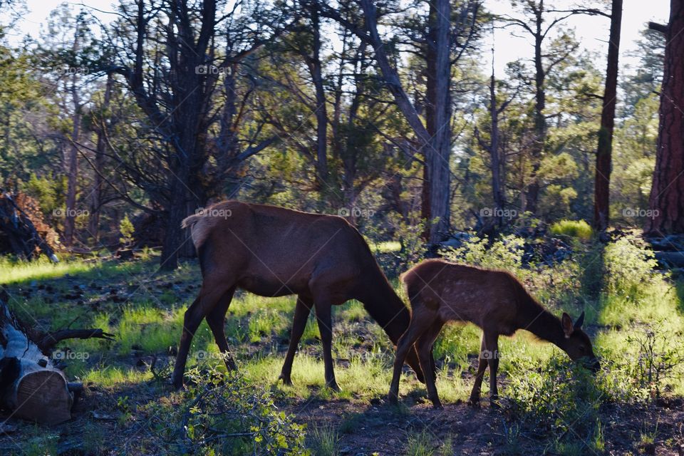 mother and child deer eating what looks like to be grass