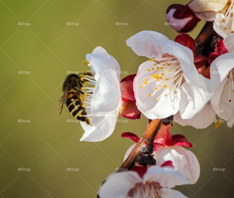 Bee