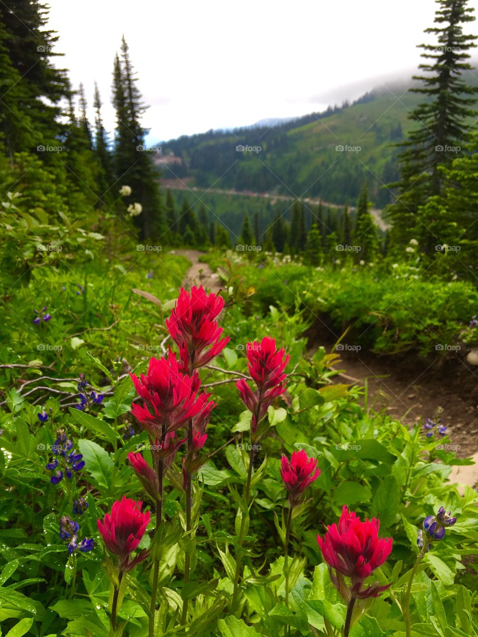 Red wildflower