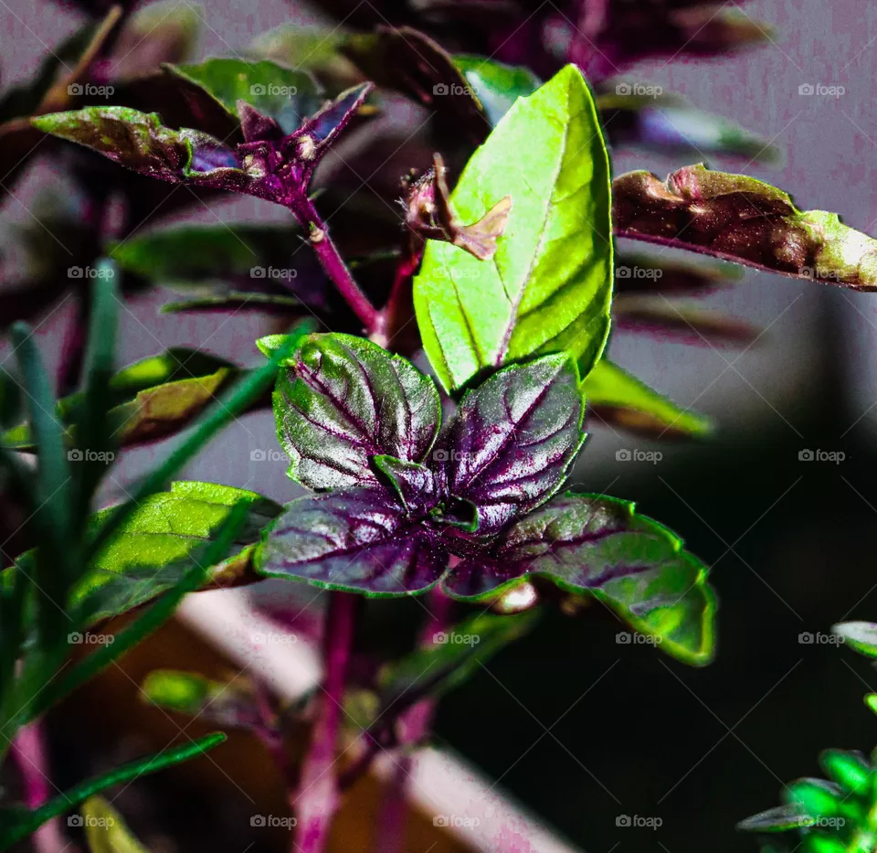 herbs growing
