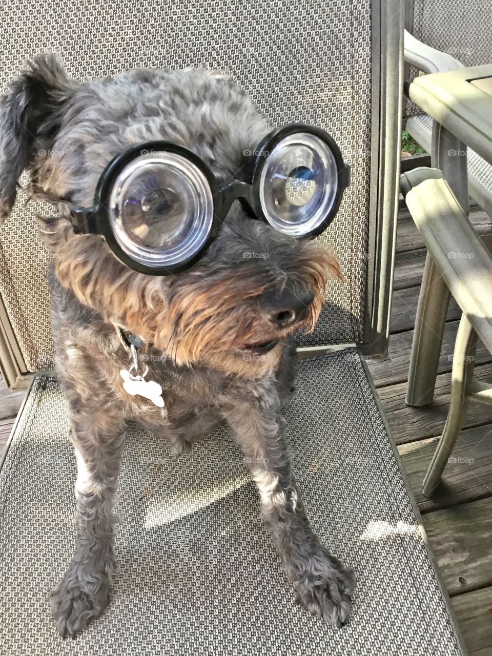 Dogs of the USA! Wearing googles while sitting in chair Dogs in the United States have significant popularity and status – they are often treated as family members.