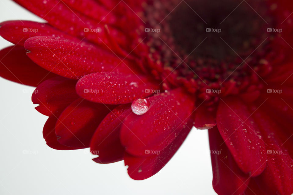 Water drop on red flower