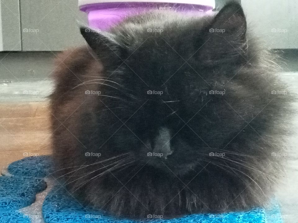 goodnight everyone cat sleep