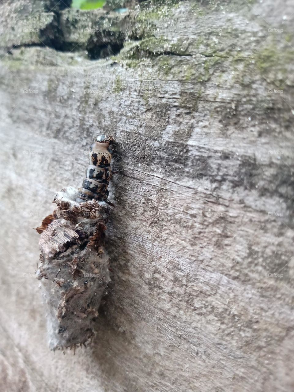 O meu jardim encantado! kkkkk
lagartas de todas todas as formas