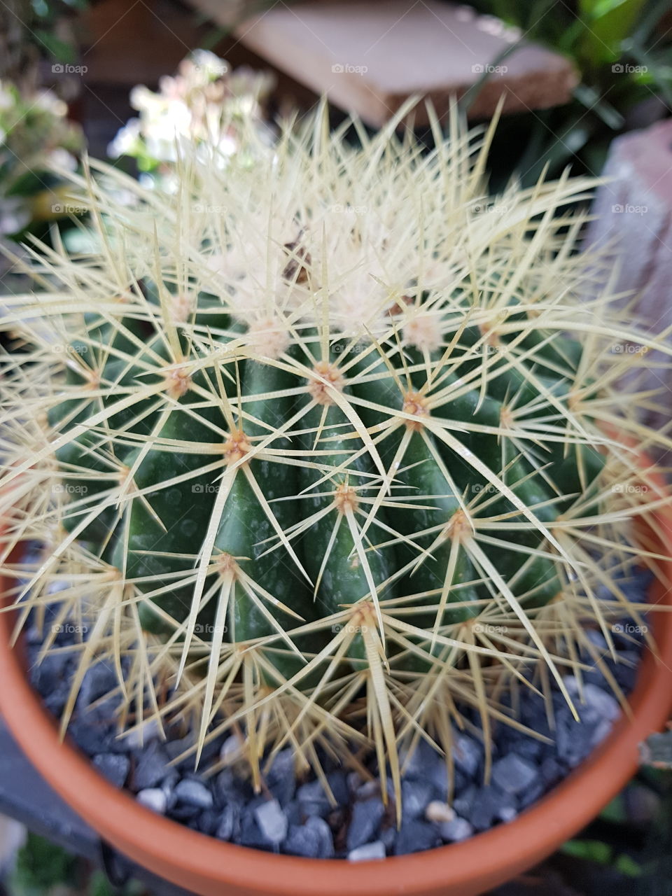 cactus