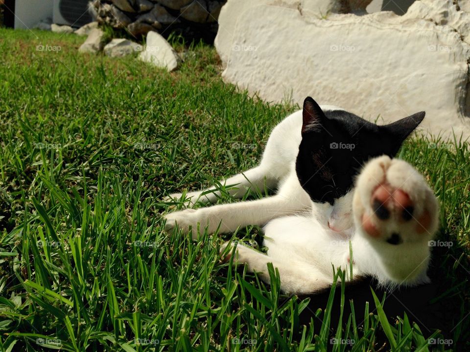 Cleaning cat