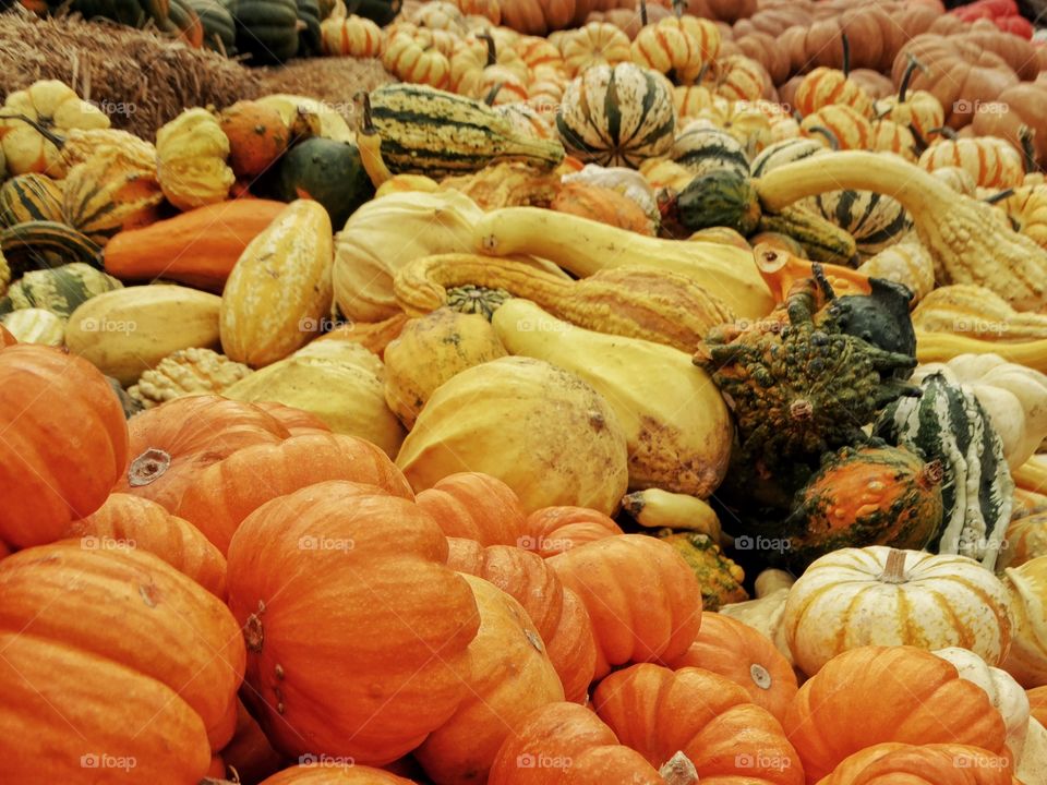 Colorful Autumn Pumpkins And Gourds

