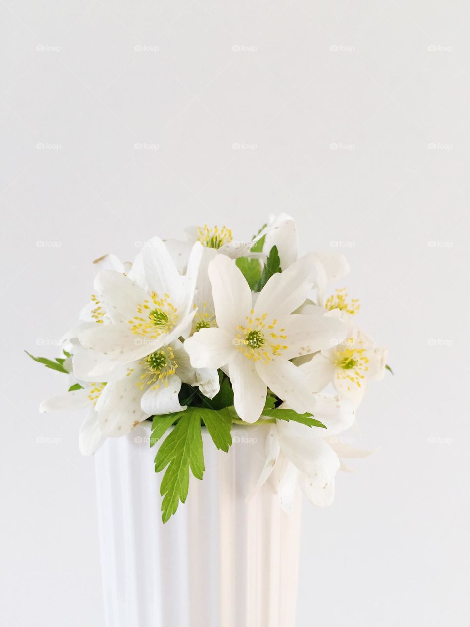 White flowers on white background 