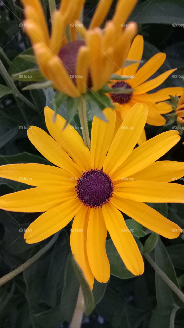 Beautiful sweet coneflower with yellow petals in outdoor garden during summer, daytime.