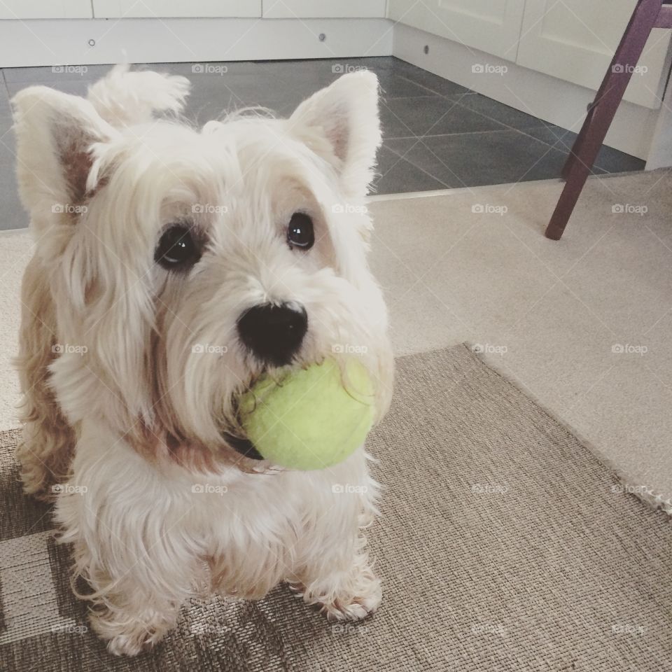 Westie playing ball