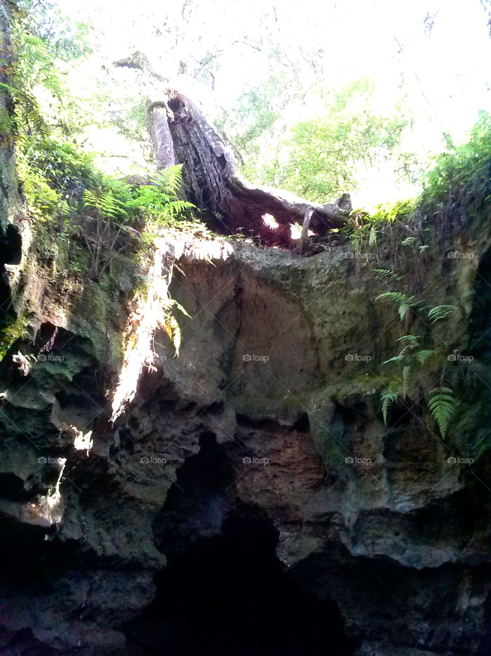 inside outside. opening of underground cave at base of tree