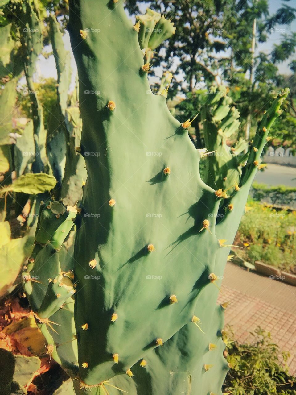 Indian fig cactus