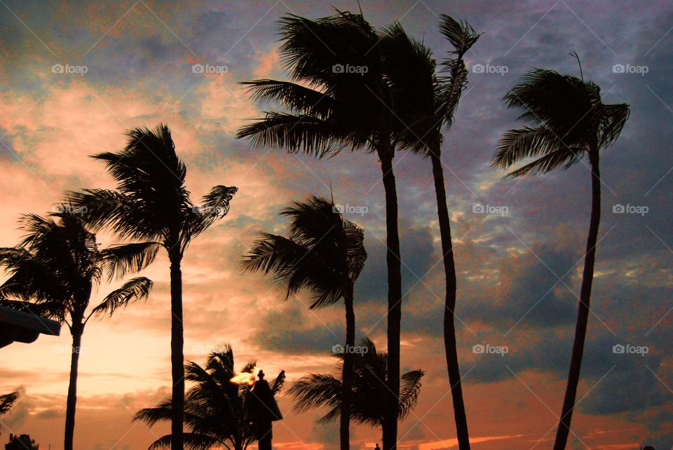 Palm trees at sunset