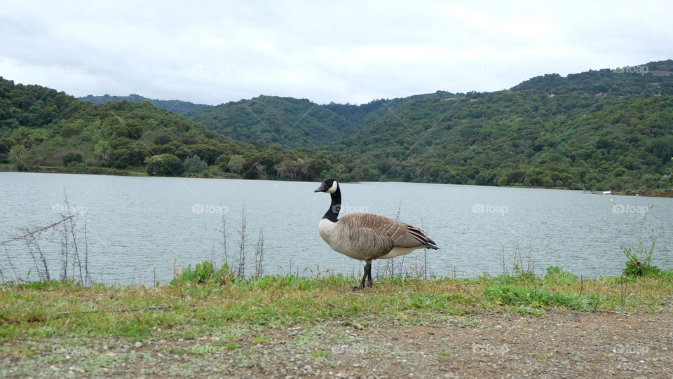 Goose near water