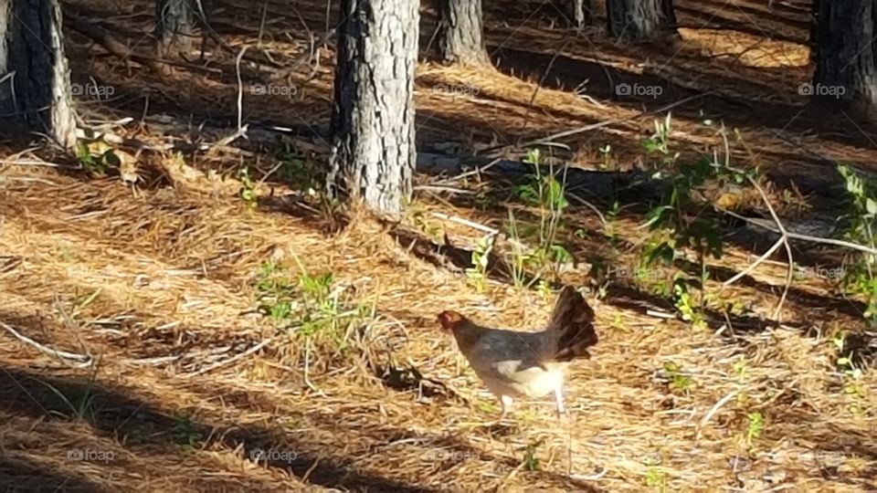 Hen on the Move
